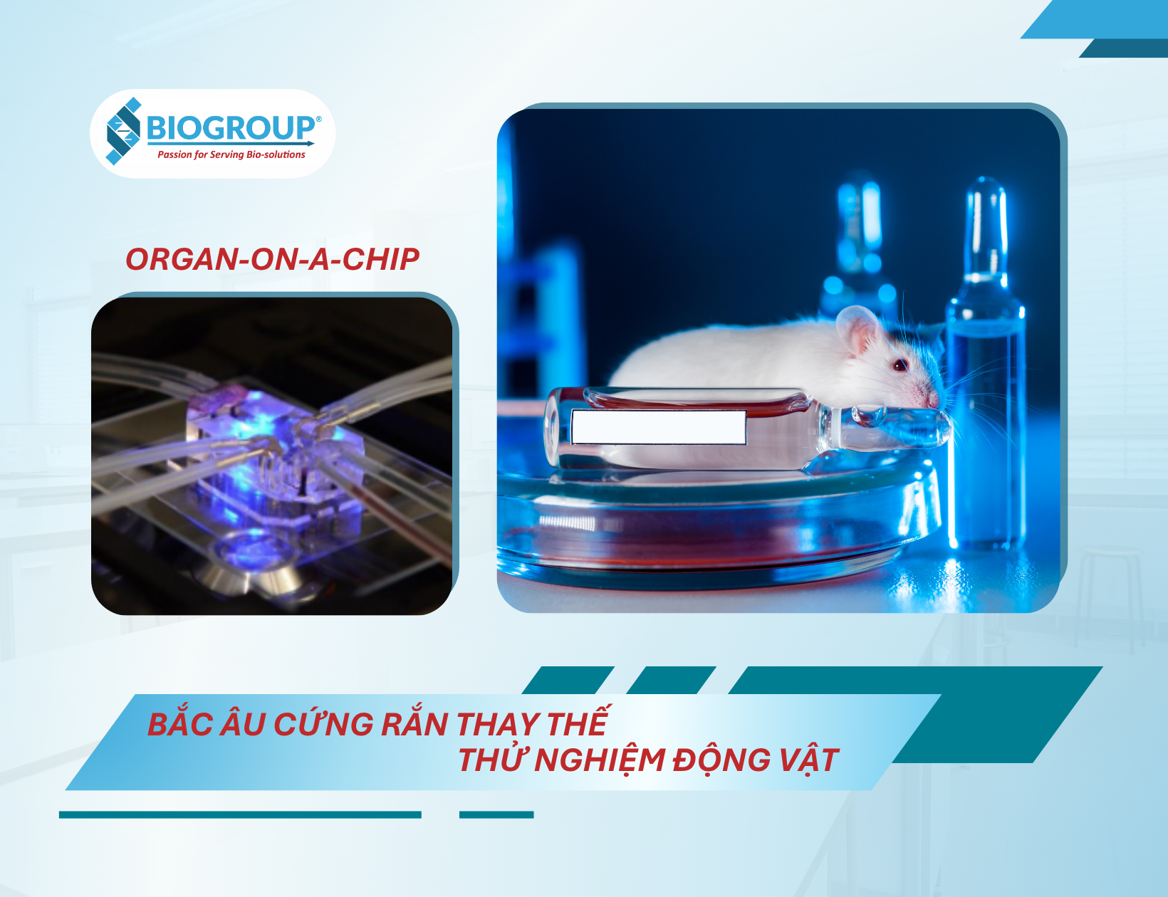 Bắc Âu cứng rắn thay thế thử nghiệm động vật với công nghệ mới